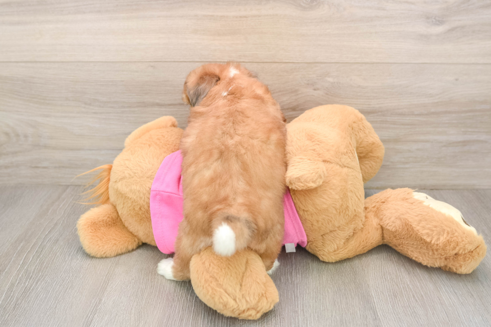 Fluffy Aussiechon Designer Pup