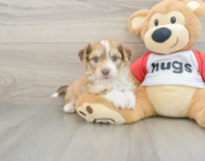 7 week old Aussiechon Puppy For Sale - Florida Fur Babies