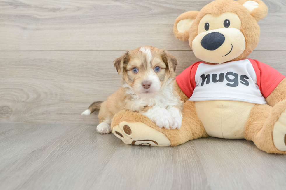 5 week old Aussiechon Puppy For Sale - Florida Fur Babies