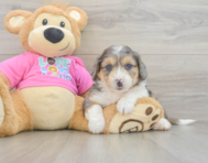 6 week old Aussiechon Puppy For Sale - Florida Fur Babies