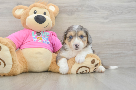 Best Aussiechon Baby