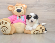 7 week old Aussiechon Puppy For Sale - Florida Fur Babies