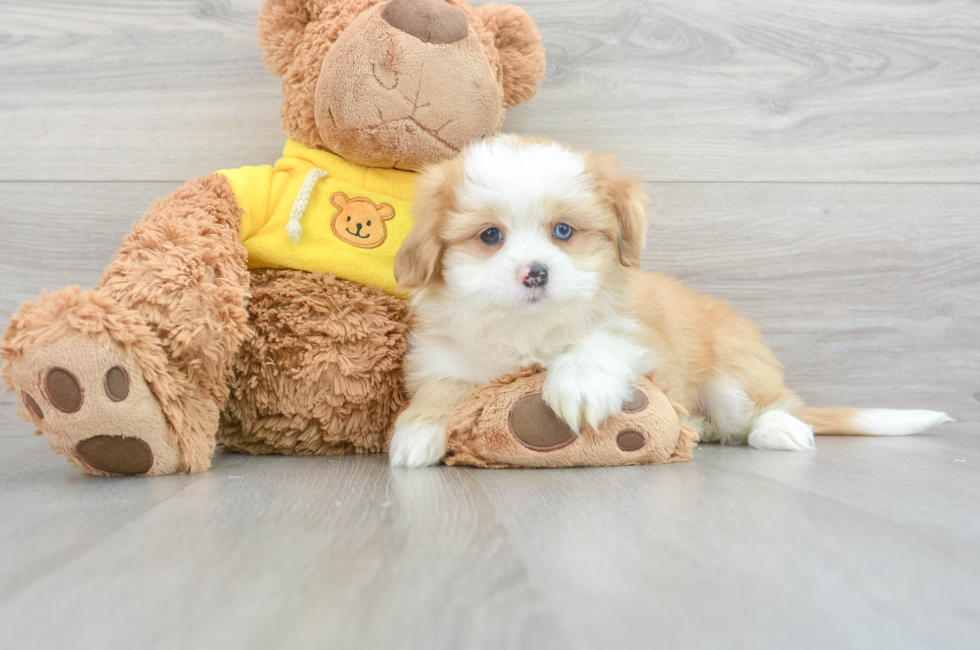 12 week old Aussiechon Puppy For Sale - Florida Fur Babies