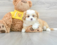 13 week old Aussiechon Puppy For Sale - Florida Fur Babies