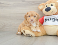 7 week old Aussiechon Puppy For Sale - Florida Fur Babies