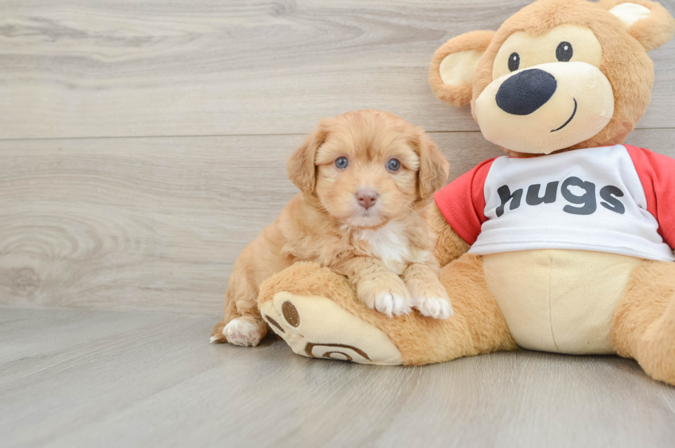 5 week old Aussiechon Puppy For Sale - Florida Fur Babies