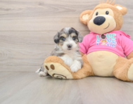 8 week old Aussiechon Puppy For Sale - Florida Fur Babies
