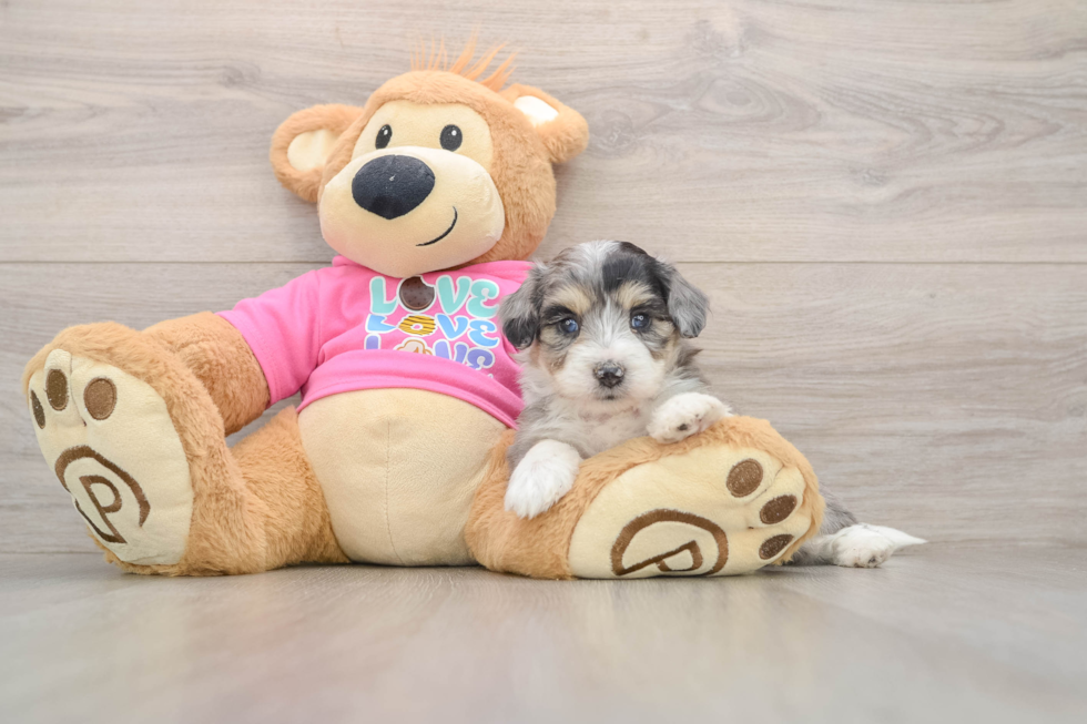 Funny Aussiechon Designer Pup