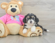 6 week old Aussiechon Puppy For Sale - Florida Fur Babies