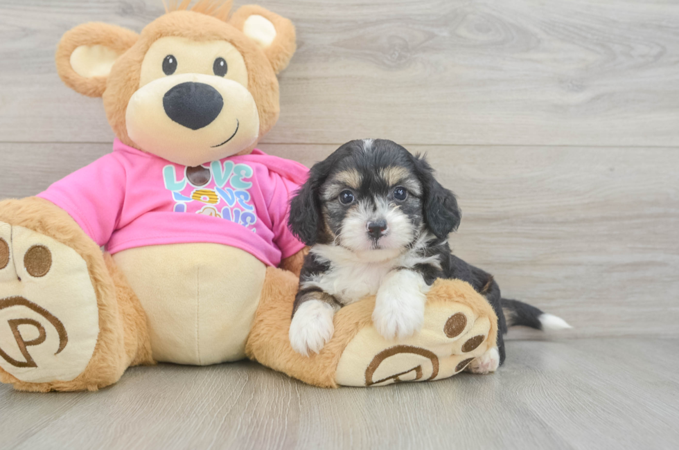 5 week old Aussiechon Puppy For Sale - Florida Fur Babies