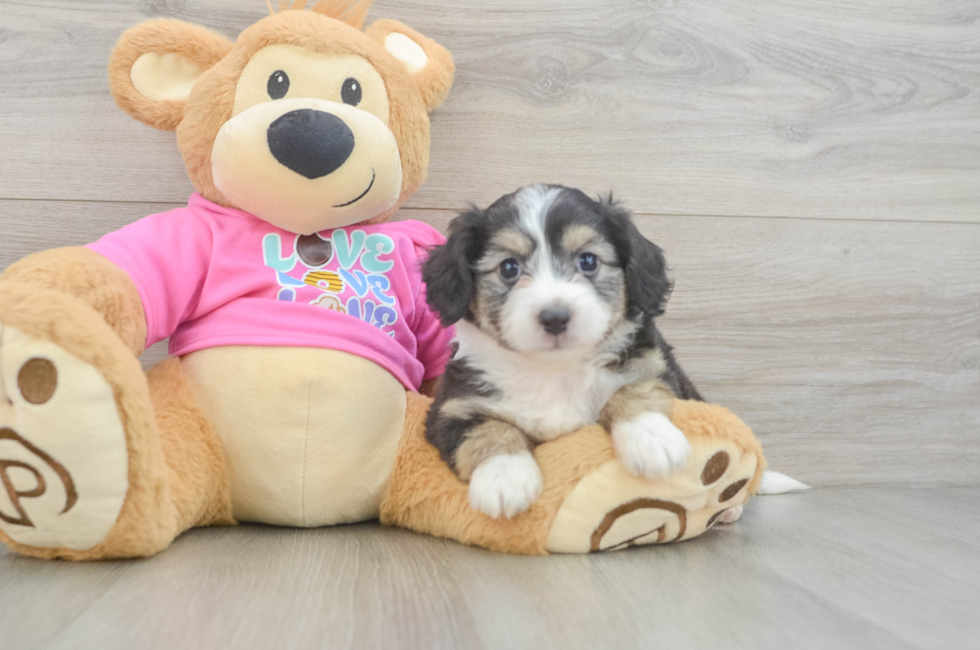 5 week old Aussiechon Puppy For Sale - Florida Fur Babies