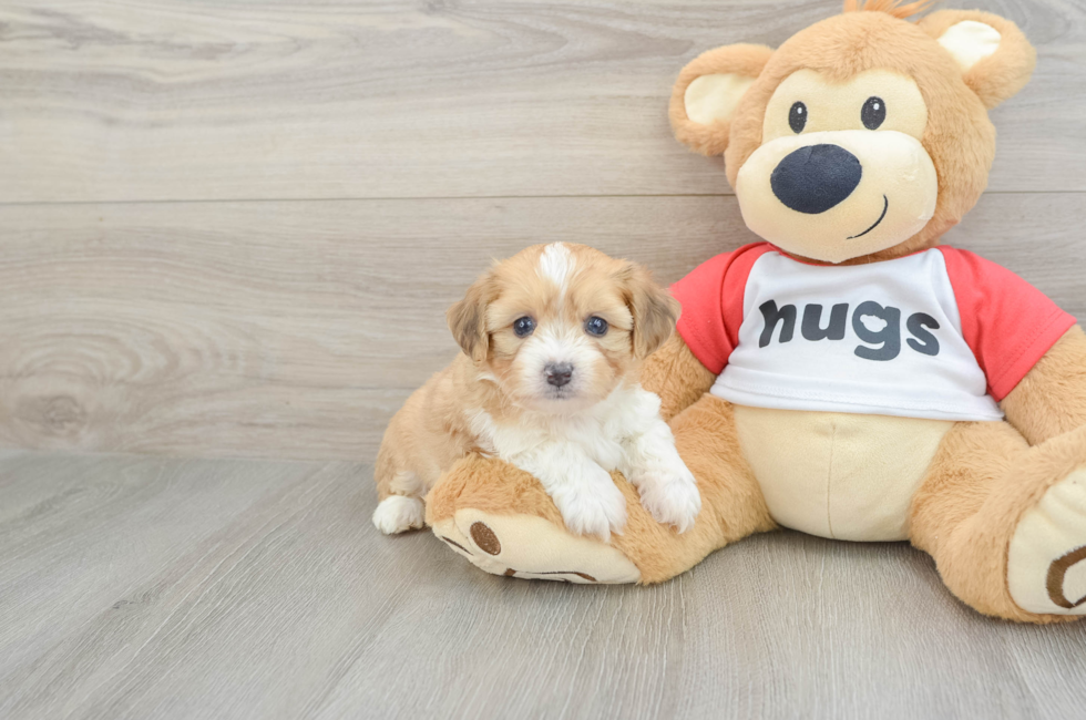 5 week old Aussiechon Puppy For Sale - Florida Fur Babies