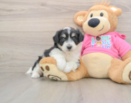 7 week old Aussiechon Puppy For Sale - Florida Fur Babies
