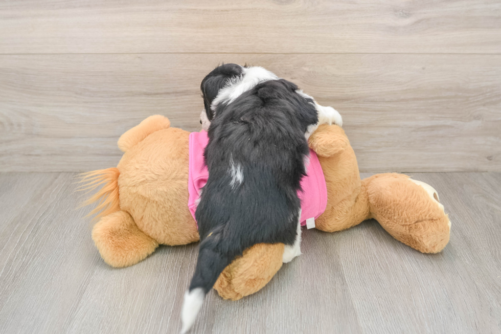 Best Aussiechon Baby