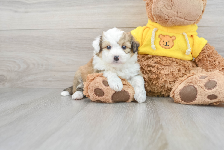 Small Aussiechon Baby