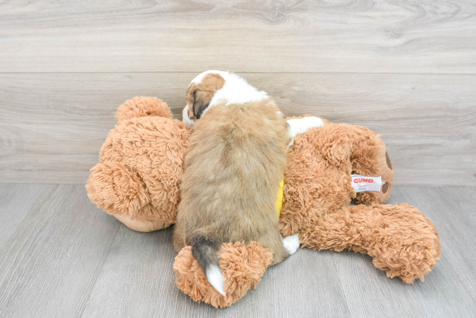 Aussiechon Pup Being Cute