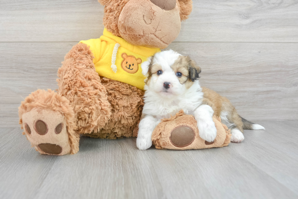 Aussiechon Puppy for Adoption