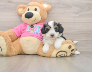 7 week old Aussiechon Puppy For Sale - Florida Fur Babies