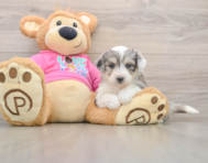 8 week old Aussiechon Puppy For Sale - Florida Fur Babies