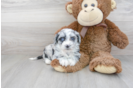 Meet Maizy - our Aussiechon Puppy Photo 2/3 - Florida Fur Babies