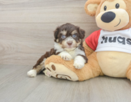 5 week old Aussiechon Puppy For Sale - Florida Fur Babies
