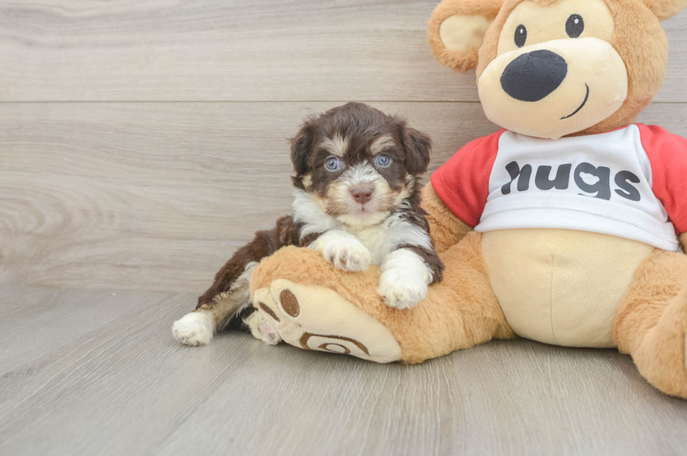 5 week old Aussiechon Puppy For Sale - Florida Fur Babies