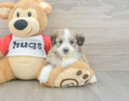 5 week old Aussiechon Puppy For Sale - Florida Fur Babies