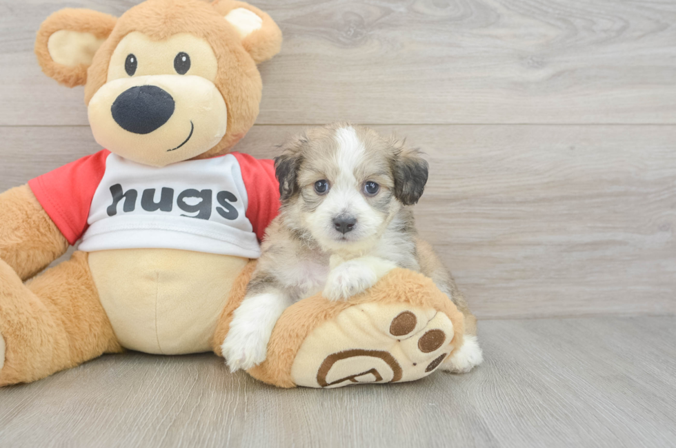 5 week old Aussiechon Puppy For Sale - Florida Fur Babies