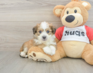 5 week old Aussiechon Puppy For Sale - Florida Fur Babies