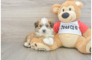 Aussiechon Puppy for Adoption