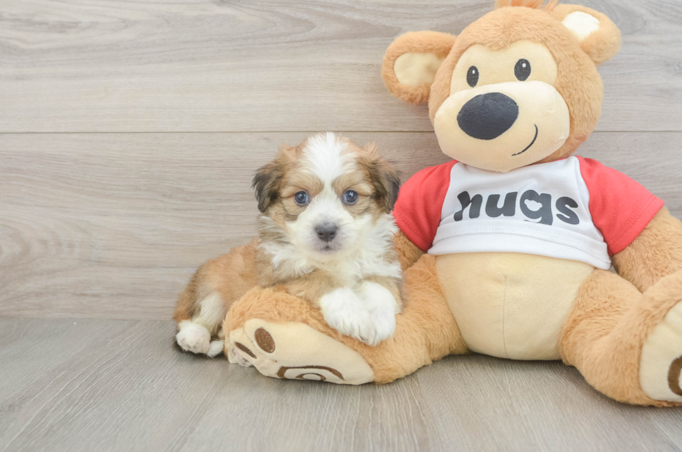 5 week old Aussiechon Puppy For Sale - Florida Fur Babies
