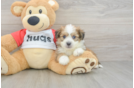 Aussiechon Puppy for Adoption