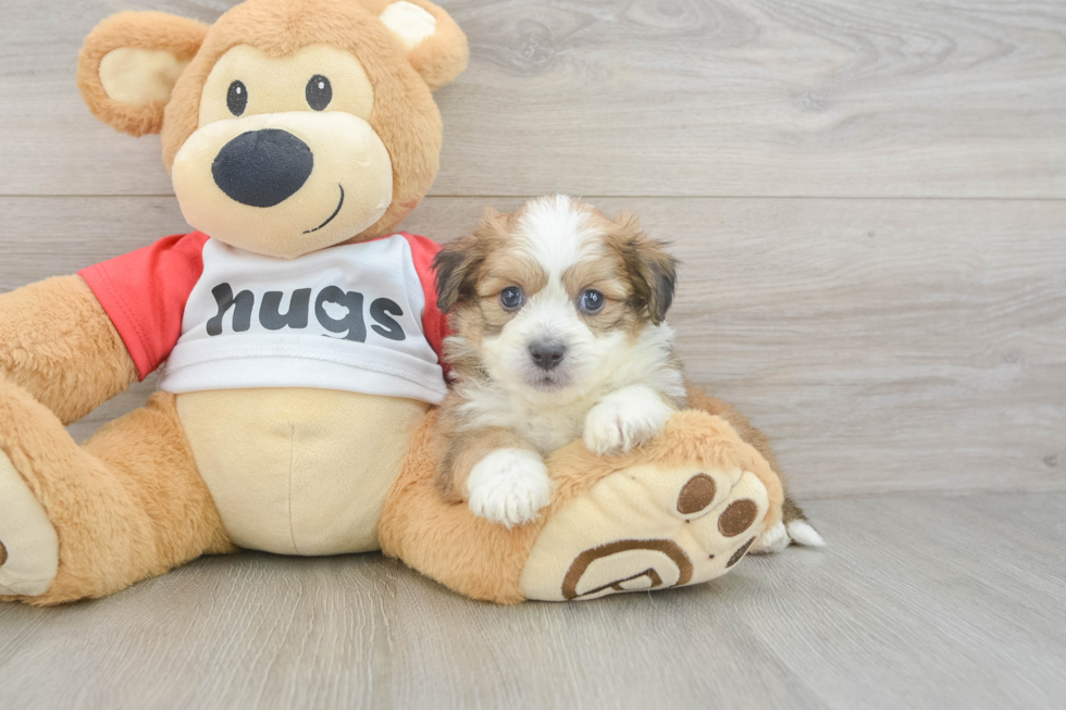 Aussiechon Puppy for Adoption