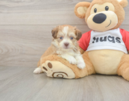 6 week old Aussiechon Puppy For Sale - Florida Fur Babies
