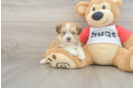 Aussiechon Puppy for Adoption