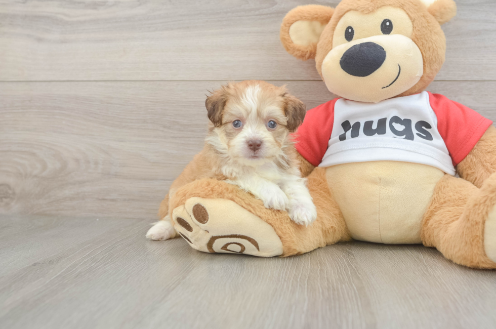5 week old Aussiechon Puppy For Sale - Florida Fur Babies