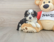 6 week old Aussiechon Puppy For Sale - Florida Fur Babies