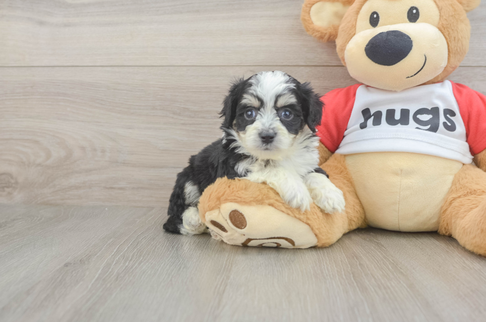 5 week old Aussiechon Puppy For Sale - Florida Fur Babies