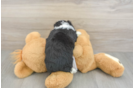 Aussiechon Puppy for Adoption