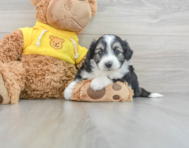 10 week old Aussiechon Puppy For Sale - Florida Fur Babies