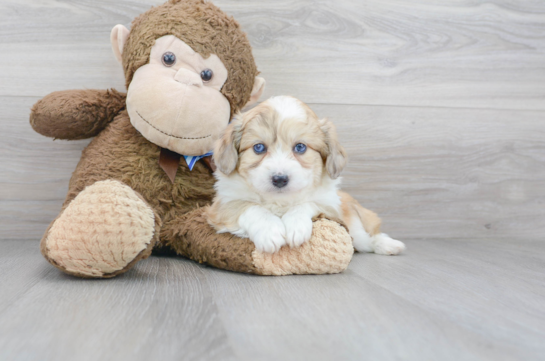 30 week old Aussiechon Puppy For Sale - Florida Fur Babies