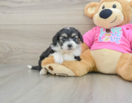 7 week old Aussiechon Puppy For Sale - Florida Fur Babies