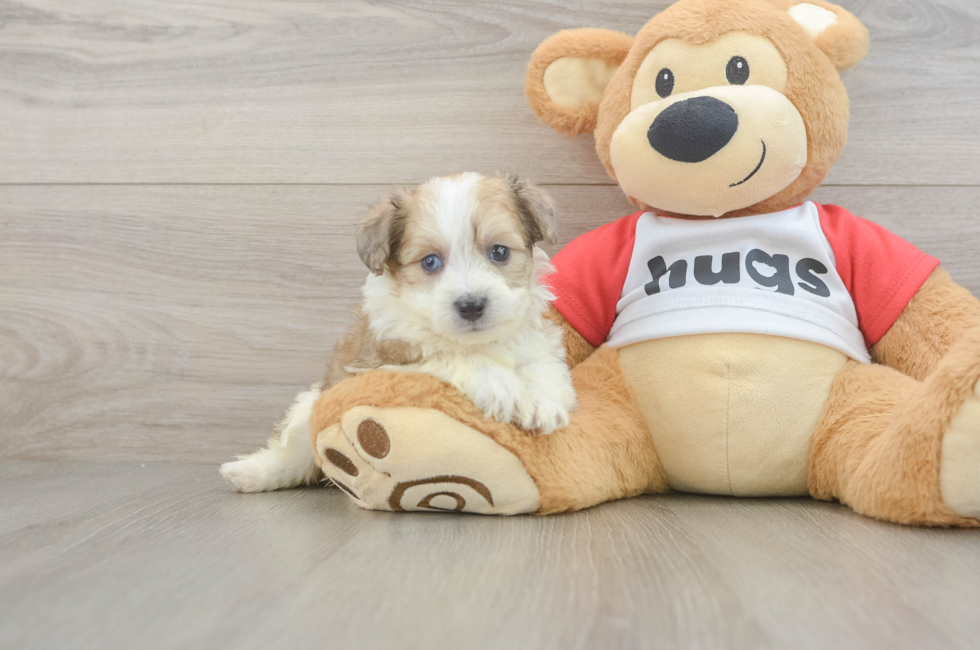 5 week old Aussiechon Puppy For Sale - Florida Fur Babies