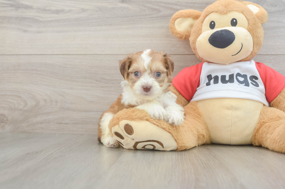 5 week old Aussiechon Puppy For Sale - Florida Fur Babies