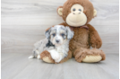 Meet Maybelline - our Aussiechon Puppy Photo 2/3 - Florida Fur Babies