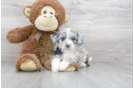 Meet Maybelline - our Aussiechon Puppy Photo 1/3 - Florida Fur Babies
