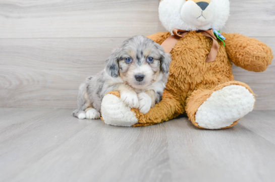 30 week old Aussiechon Puppy For Sale - Florida Fur Babies