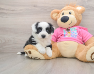 8 week old Aussiechon Puppy For Sale - Florida Fur Babies