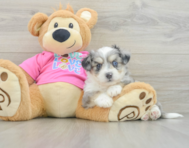 6 week old Aussiechon Puppy For Sale - Florida Fur Babies