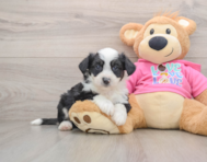 7 week old Aussiechon Puppy For Sale - Florida Fur Babies